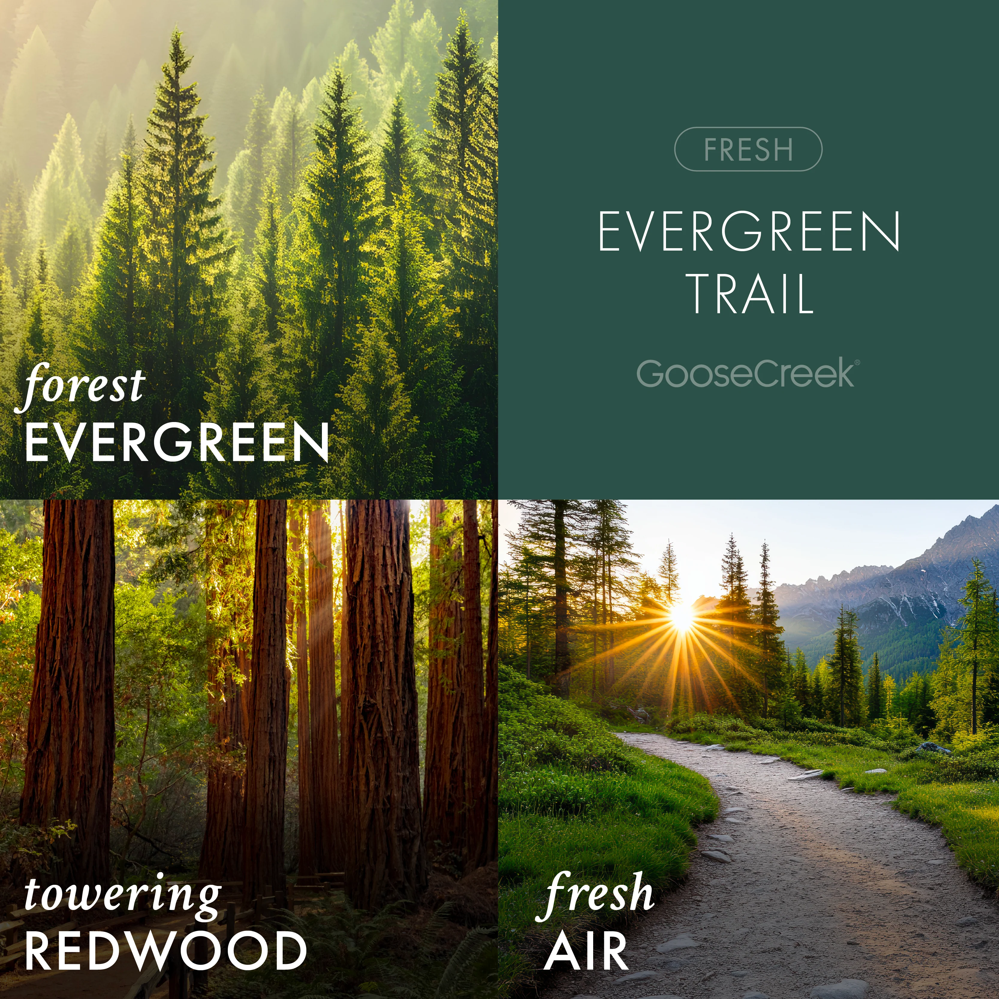 Evergreen Trail 3-Wick Candle - Image 2
