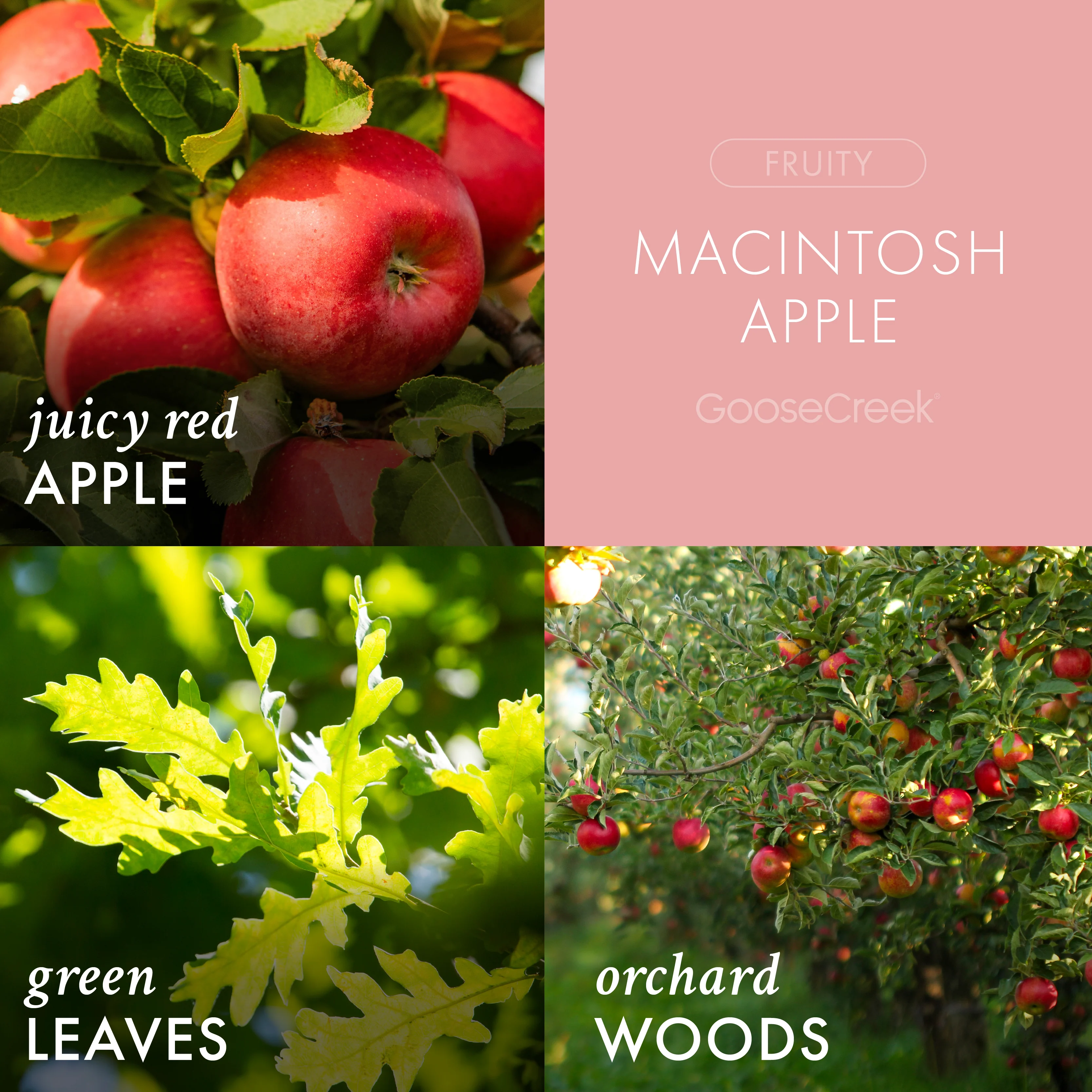 Macintosh Apple 3-Wick Candle - Image 2
