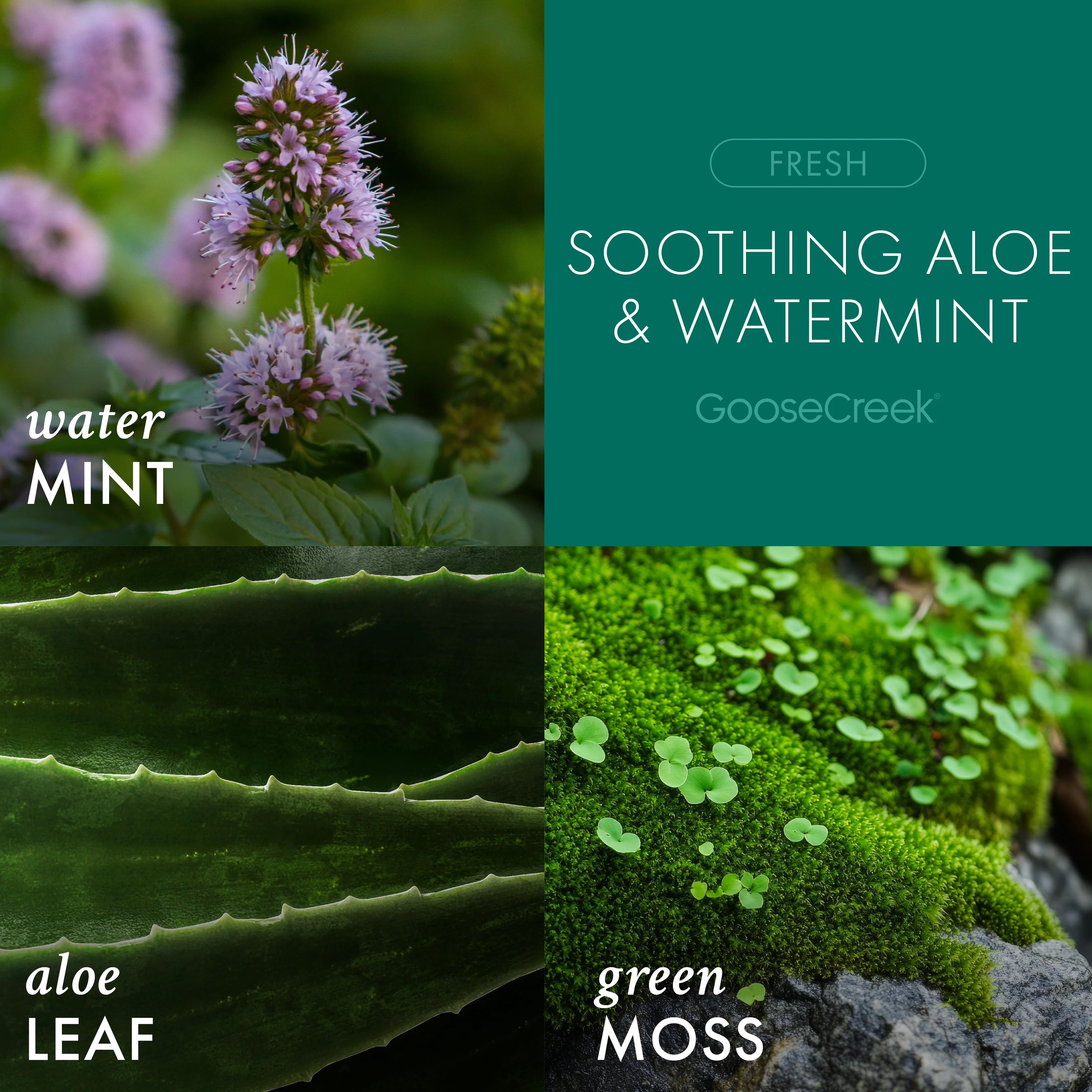 Soothing Aloe & Watermint 3-Wick Candle - Image 2